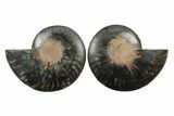 Cut & Polished Ammonite Fossil - Unusual Black Color #241508-1